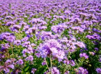 Фацелия, семена