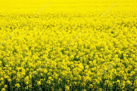 Рапс семена