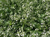 Редька масличная семена