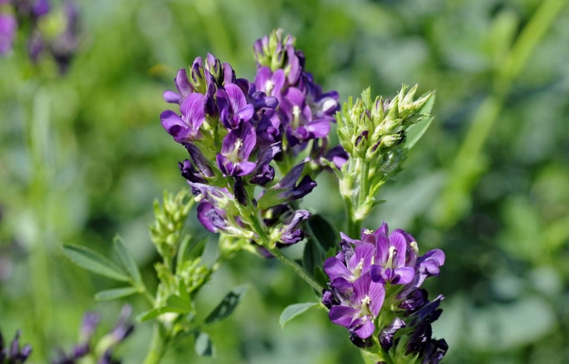 Люцерна семена