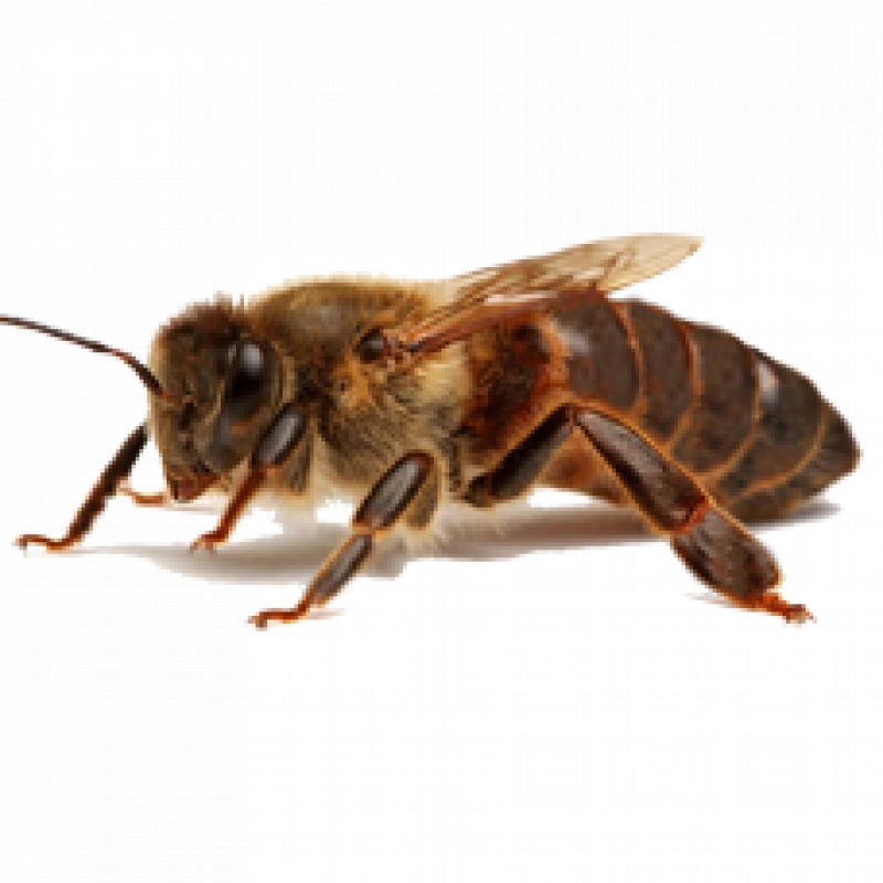 Пчеломатка краинка (плодная)