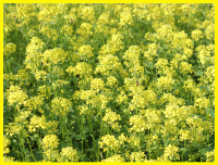 Горчица белая, Елена, семена