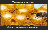 Маточное молочко живое (в замороженном виде)